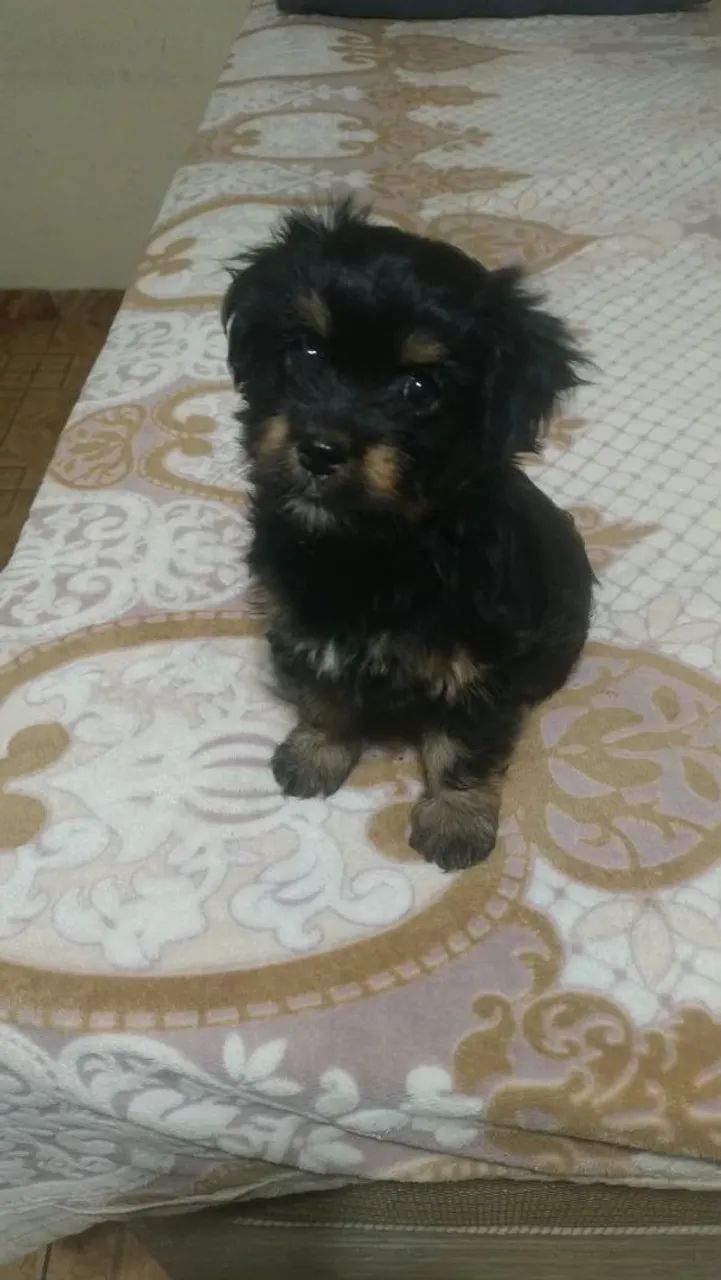 Fêmea Shitzu com poodle  - Foto 2
