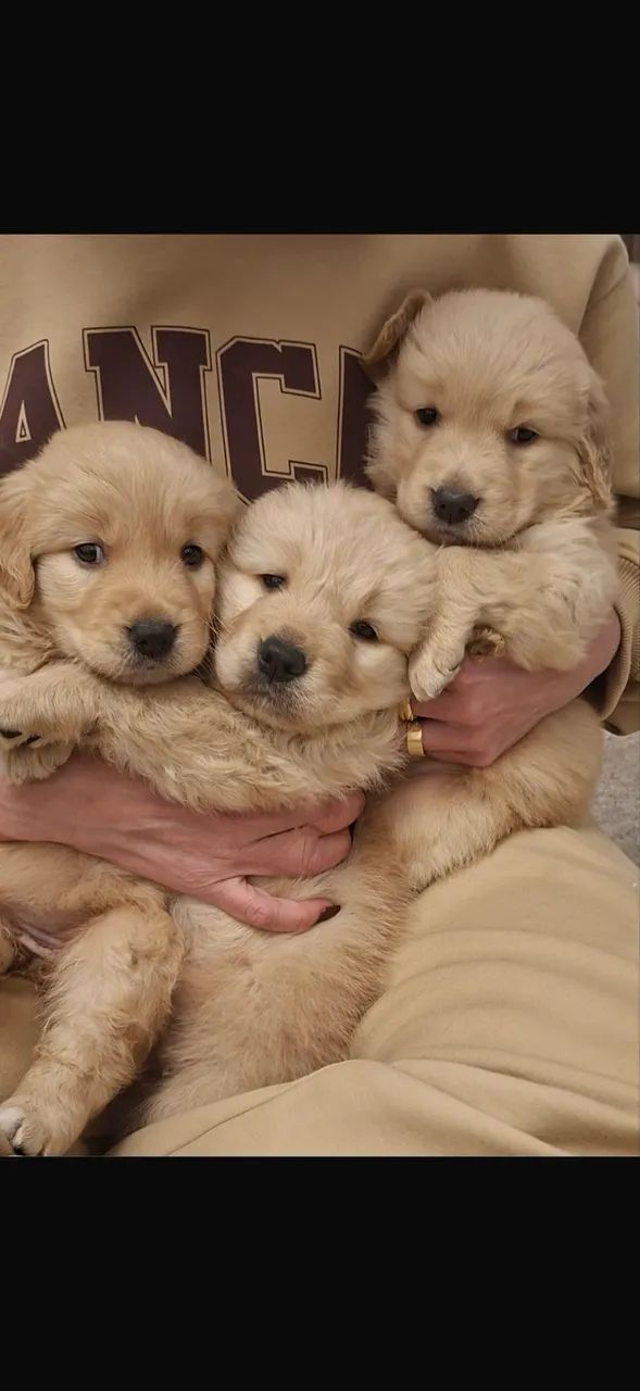 pet - Foto 3