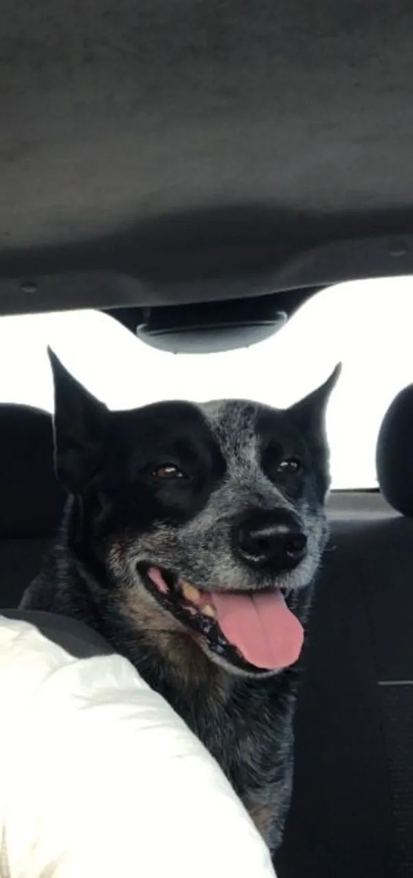 Blue Heeler  - Foto 2