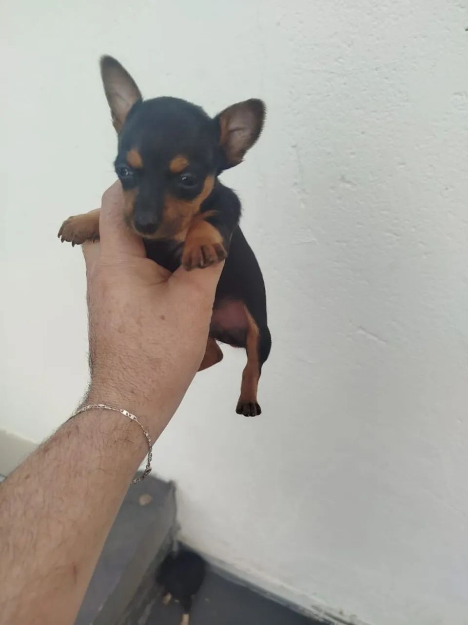 Pinscher miniatura zero femea  - Foto 3