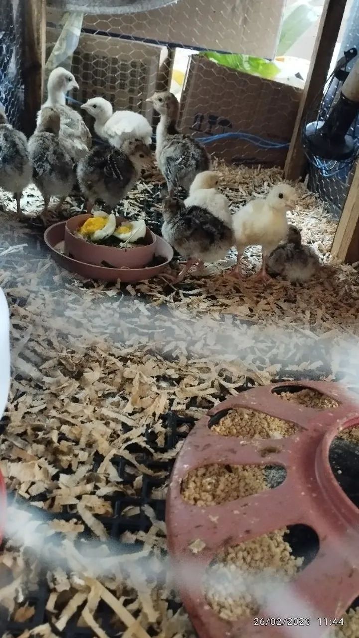 Peruzinhos e angolinhas  - Foto 3