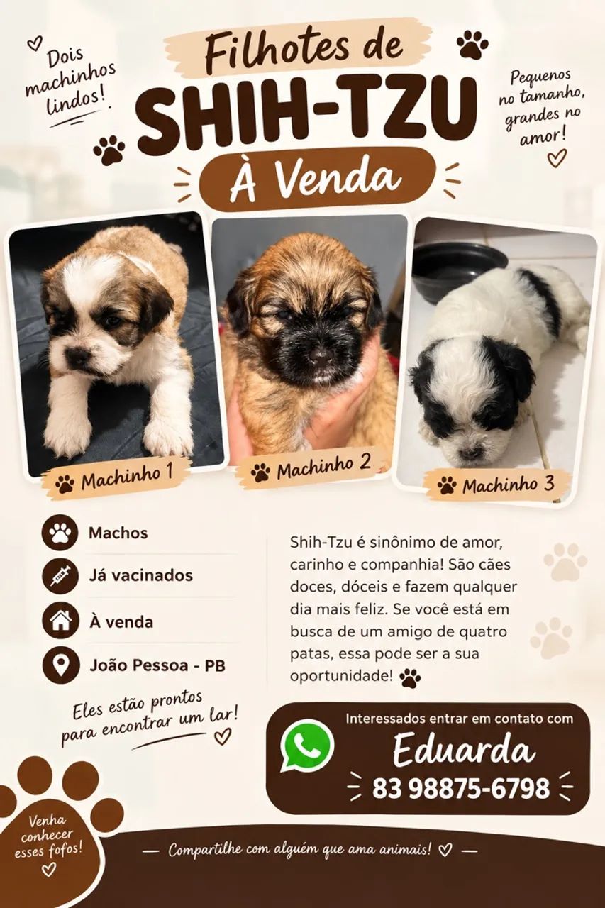 Shitzu a venda 