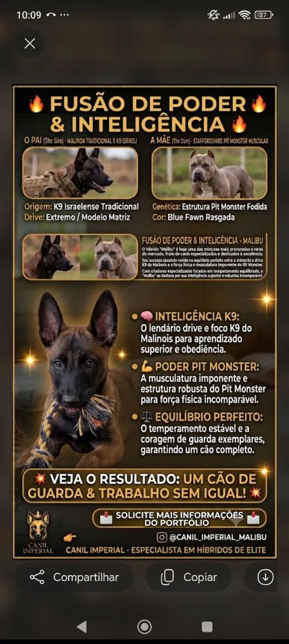 Malinoa pastor matriz  - Foto 3