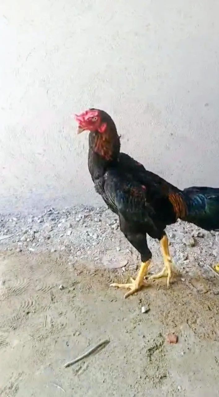 Frango de raça  - Foto 2