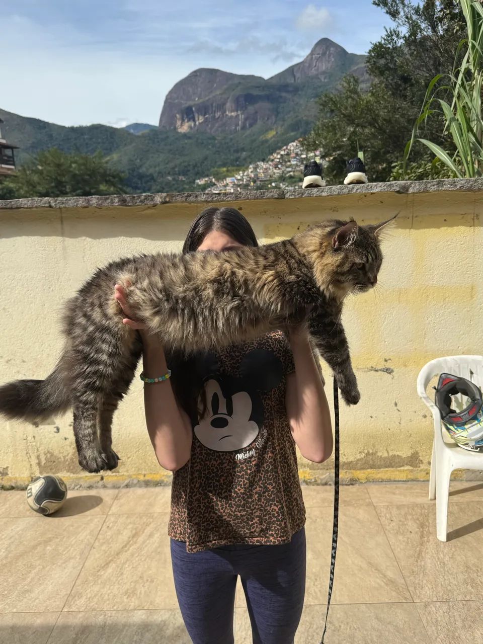 Maine coon