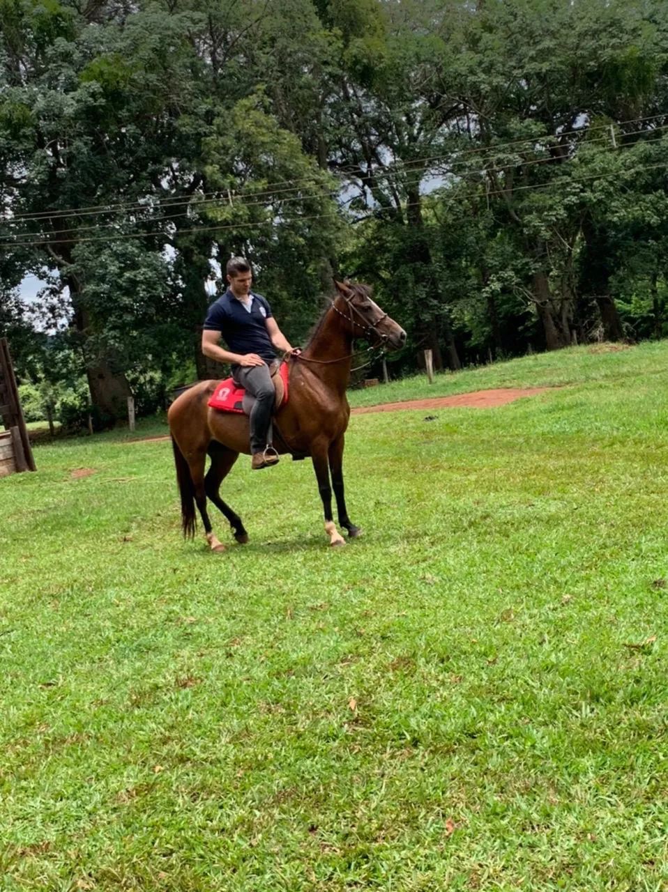 Égua Mangalarga Marchador - Foto 2