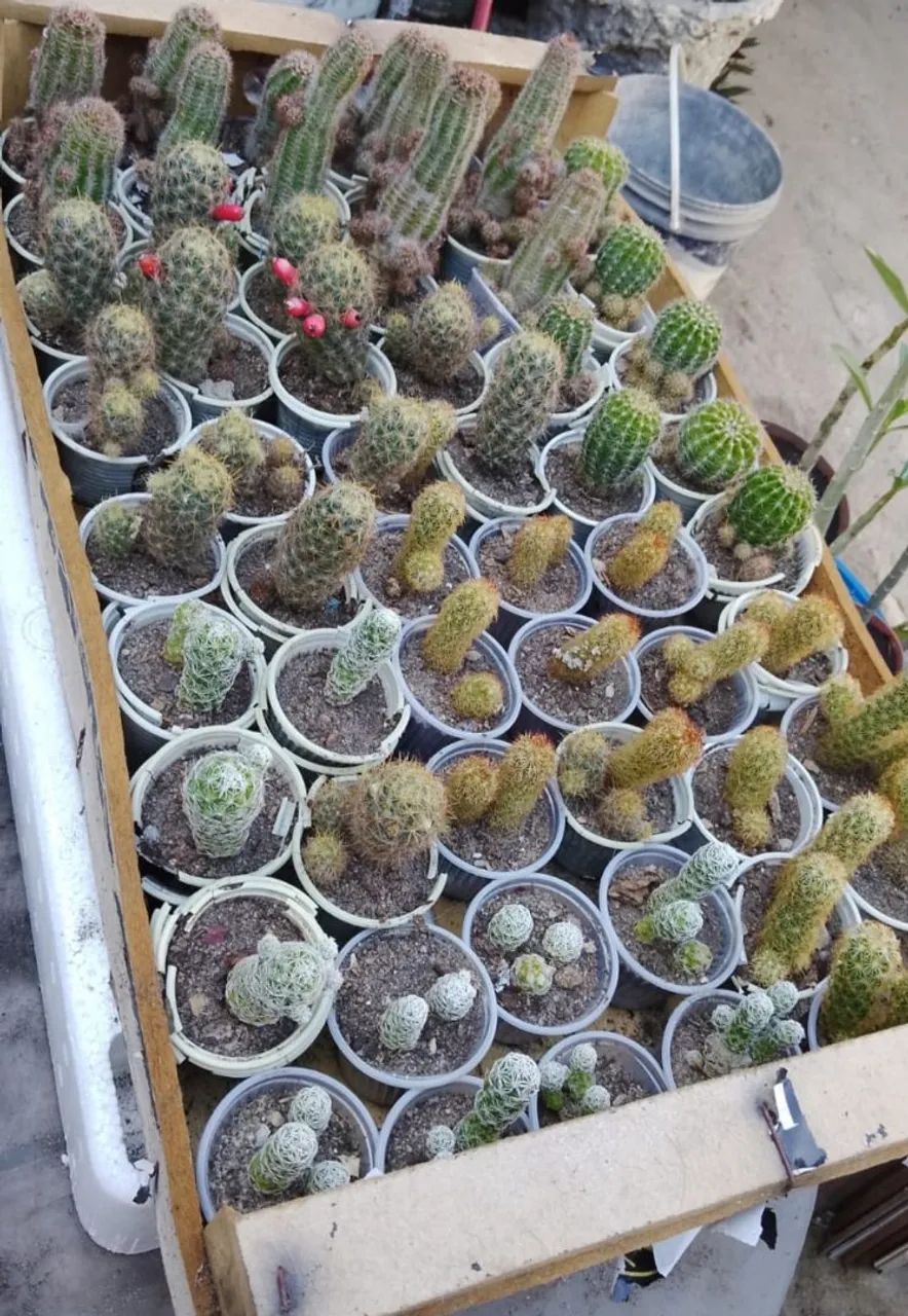 Cactos - Foto 4