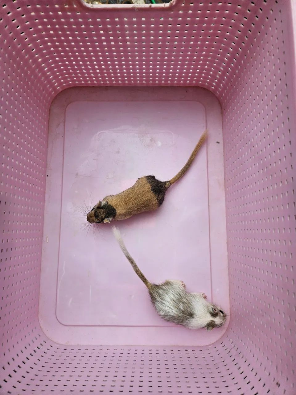 Gerbil Filhotes Fêmeas 