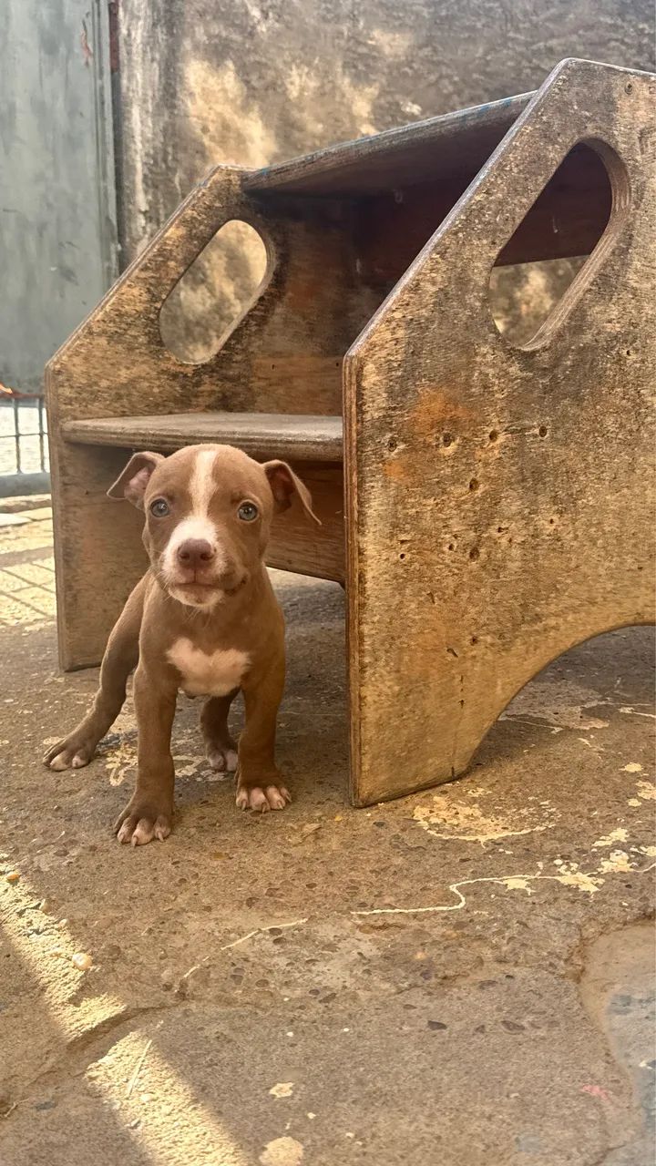 Filhotes de Pitbull  - Foto 3