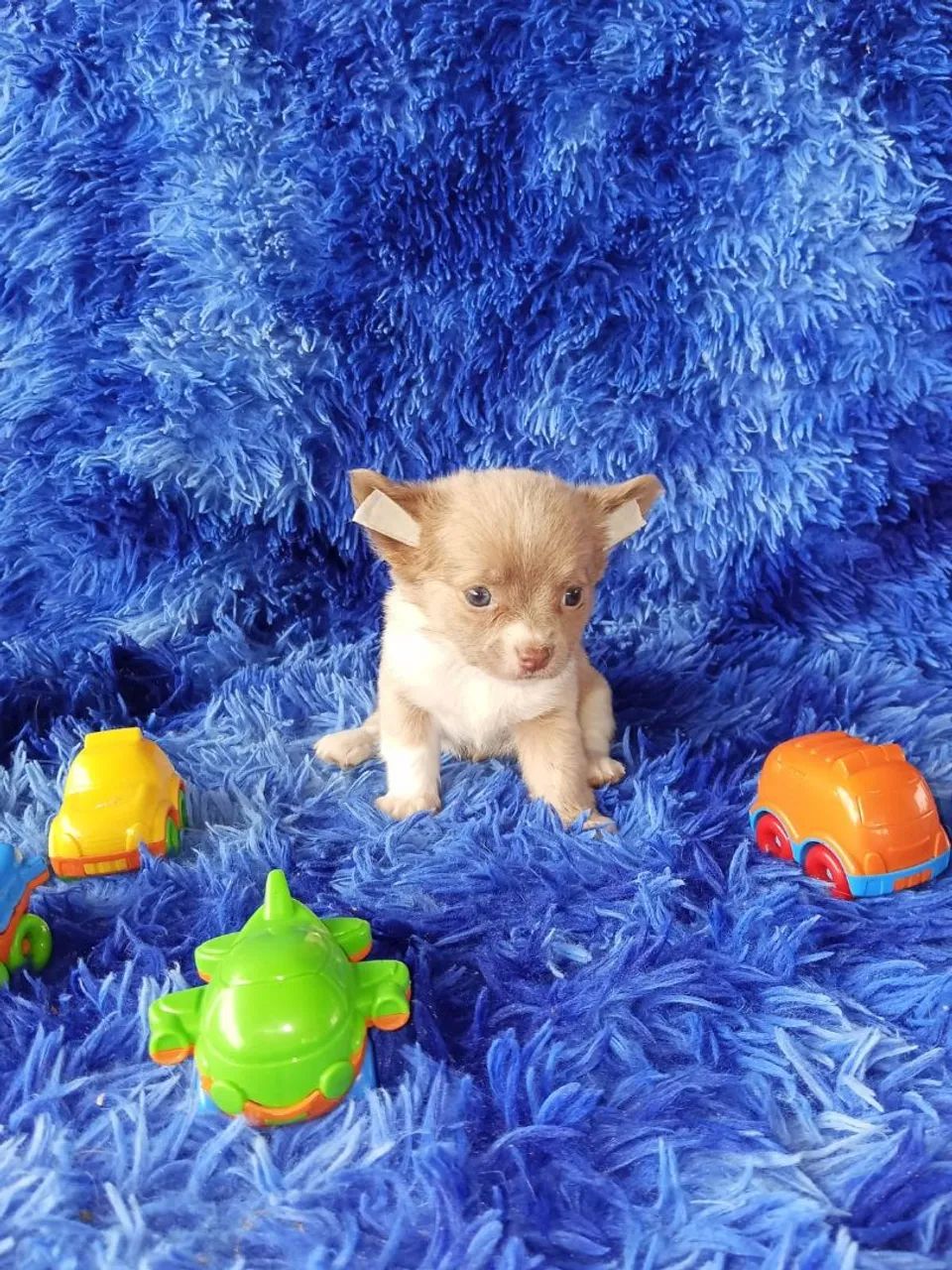 Chihuahua  - Foto 3