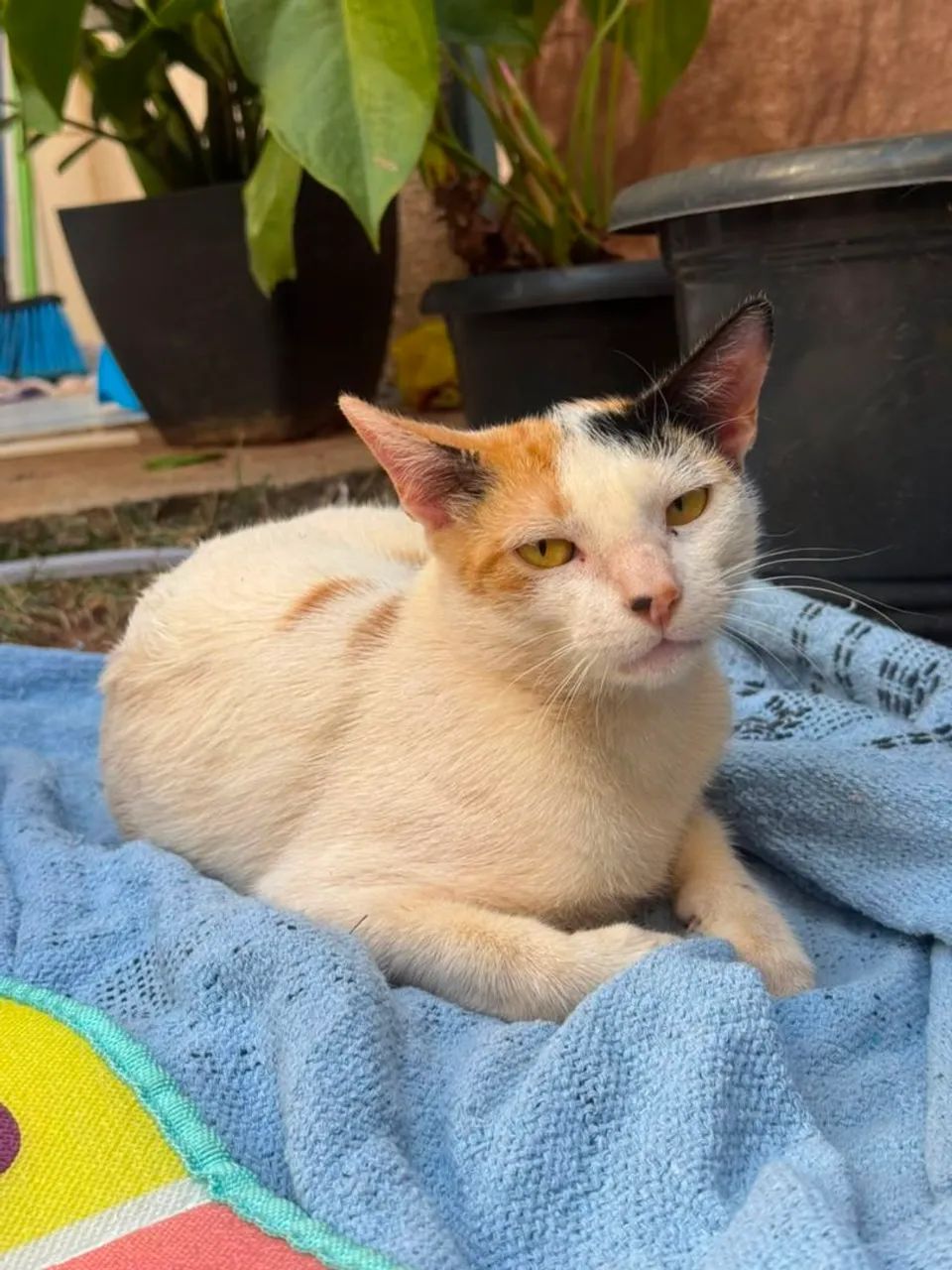 Gata para adoção  - Foto 4