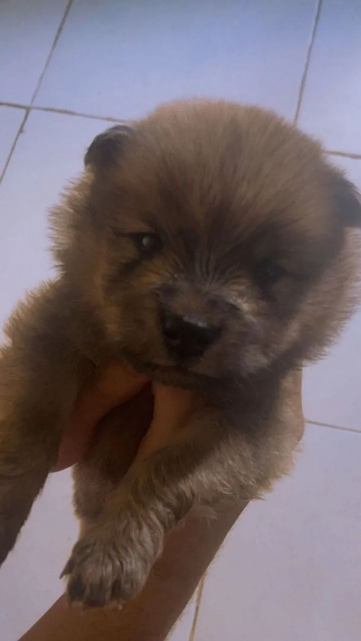 1 mes de nascid - Foto 4