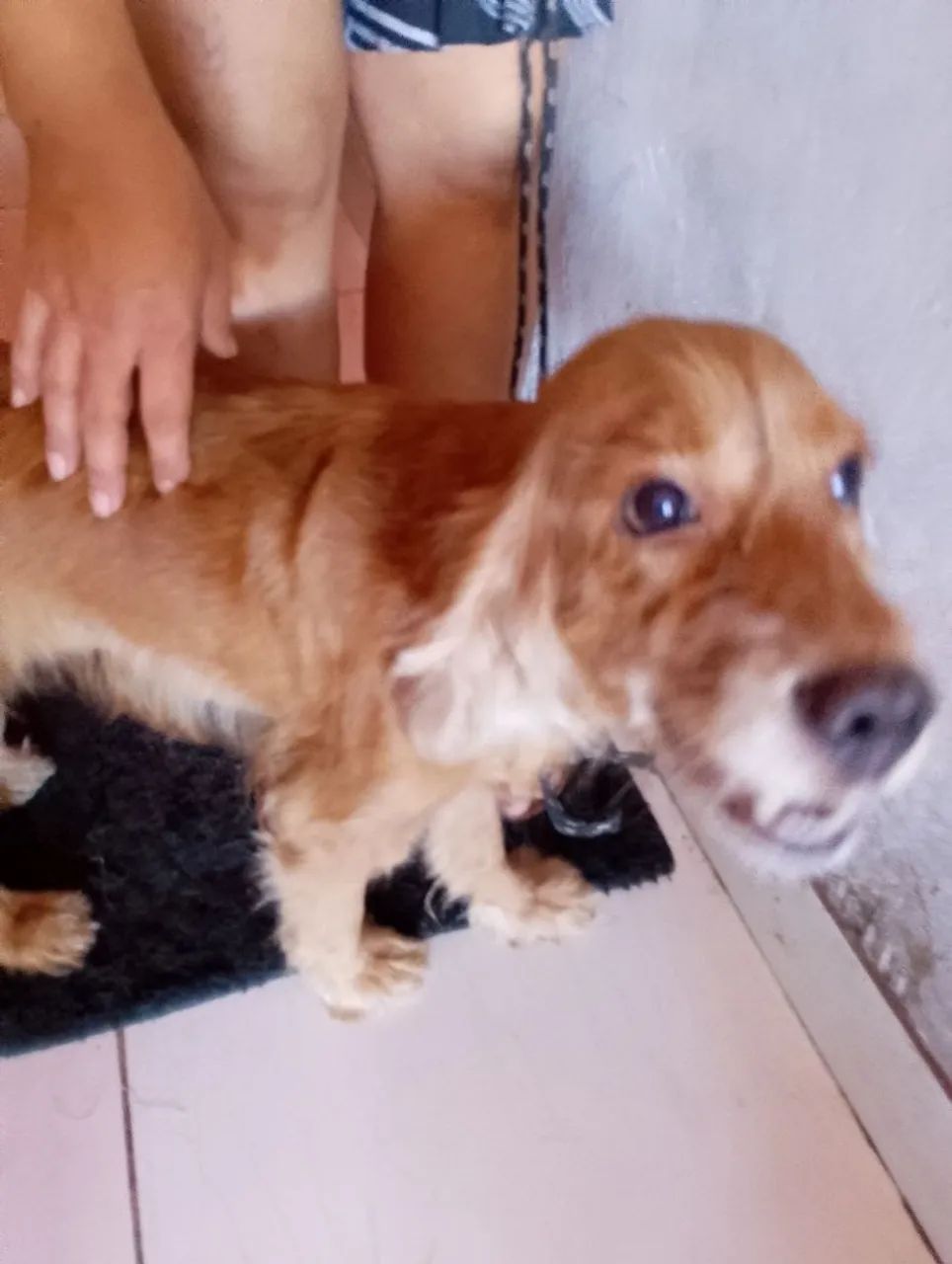 ADOÇÃO RESPONSÁVEL  - Foto 4