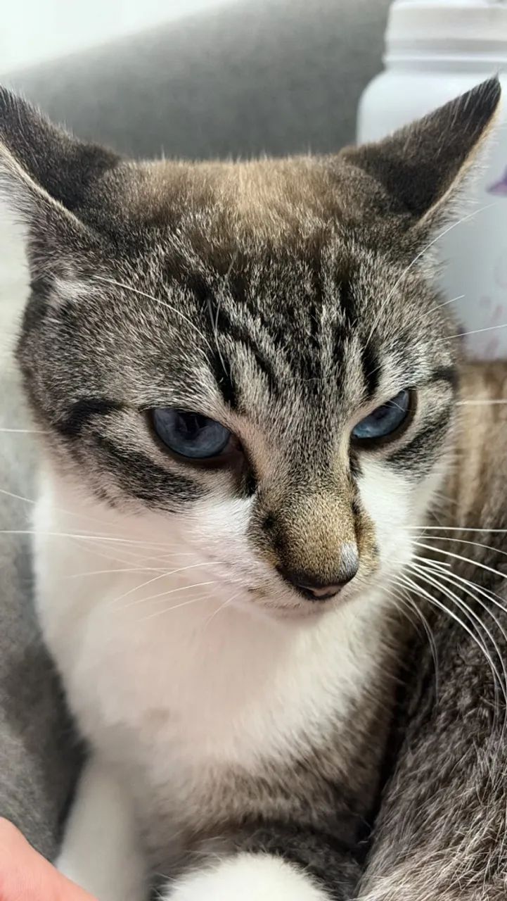 GATOS - fêmea e macho  - Foto 3