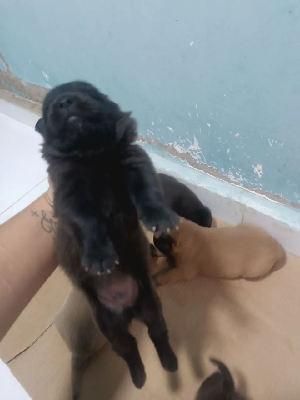 Cachorros - Foto 4