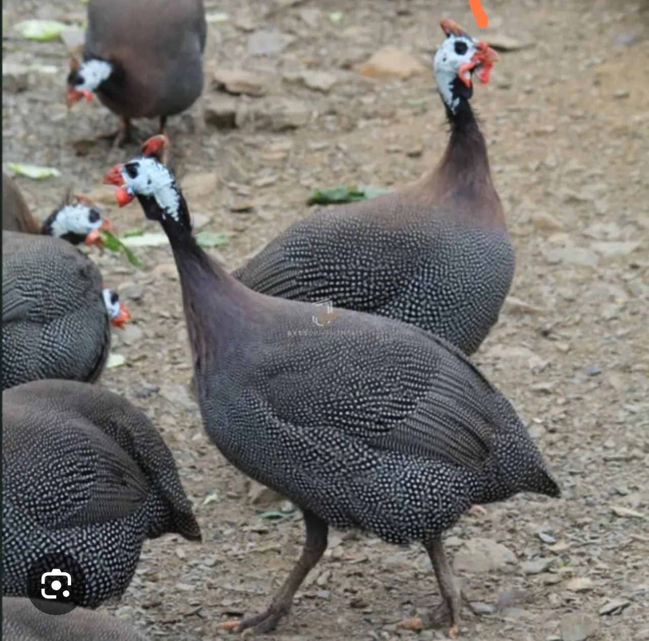 Galinha de angola  - Foto 2