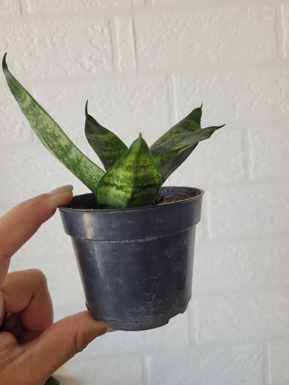 Planta - Foto 2