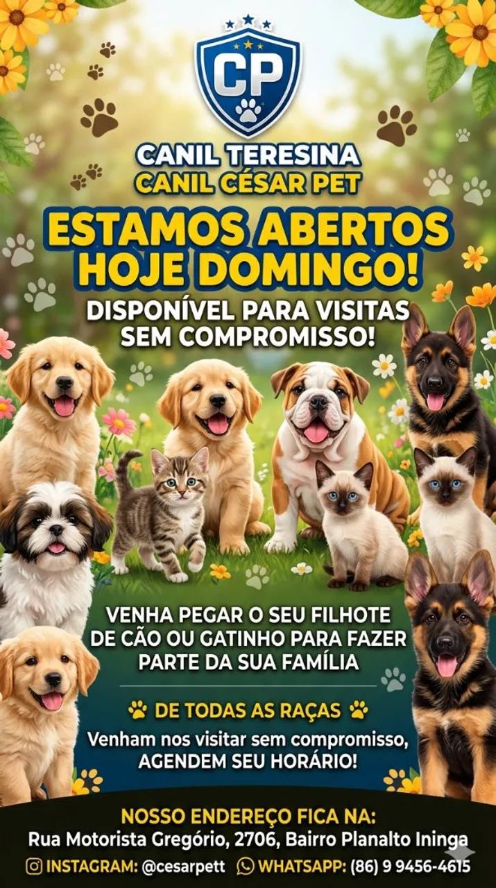 Yorkshire Miniatura disponíveis Canil Teresina trabalhamos com todas as raças  - Foto 5