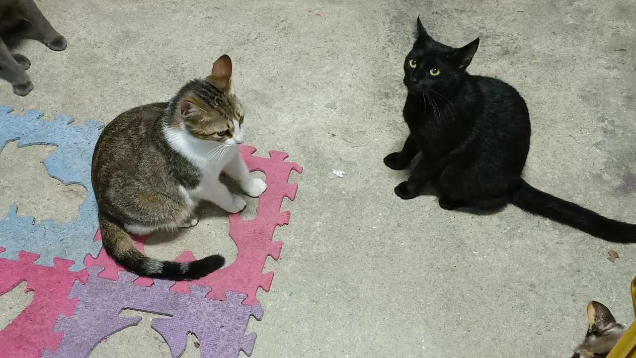 Adoção responsável - Foto 2