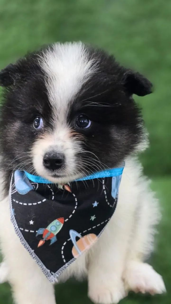 Filhotes de Pomsky - Foto 4