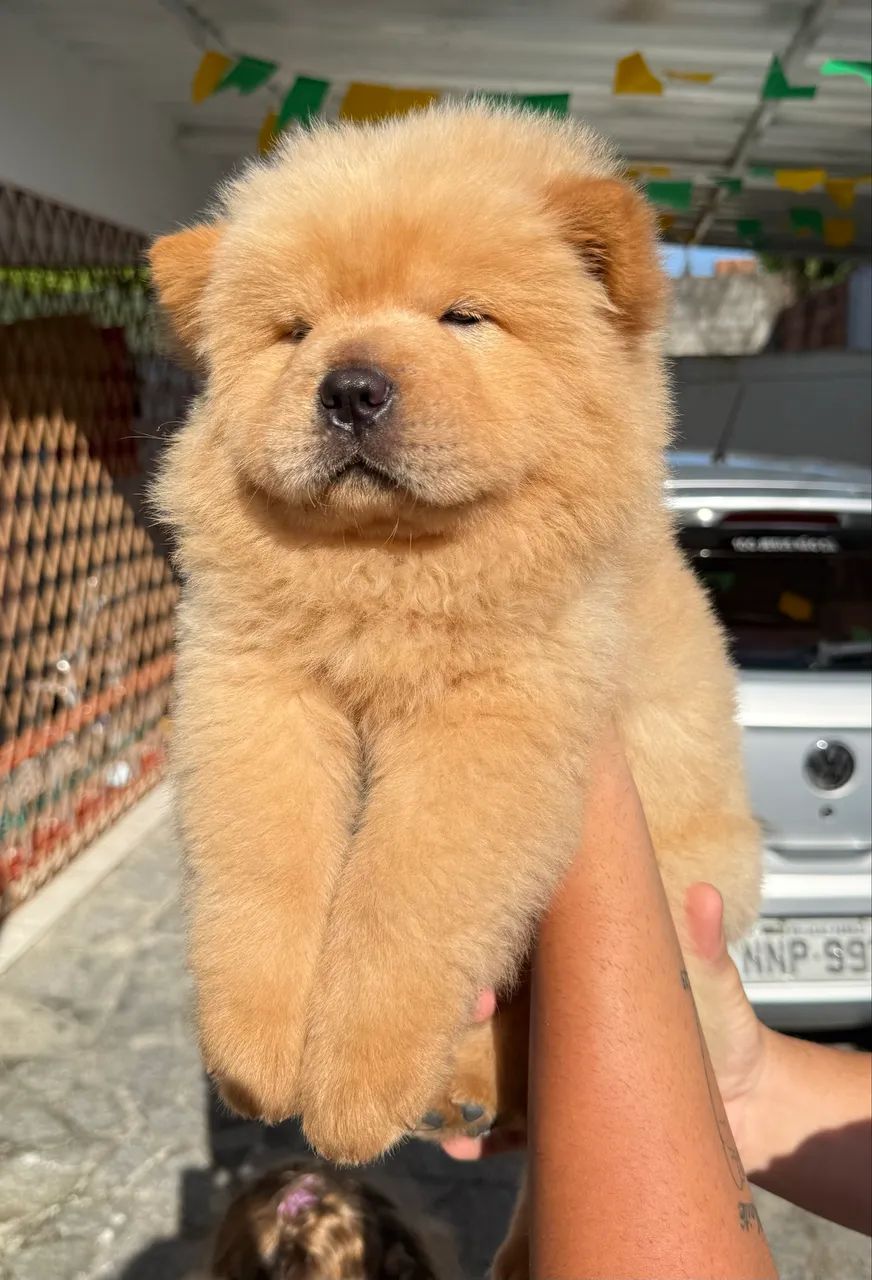 Filhote de Chow Chow  - Foto 2