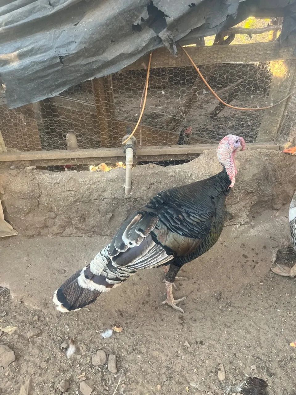 Peru 