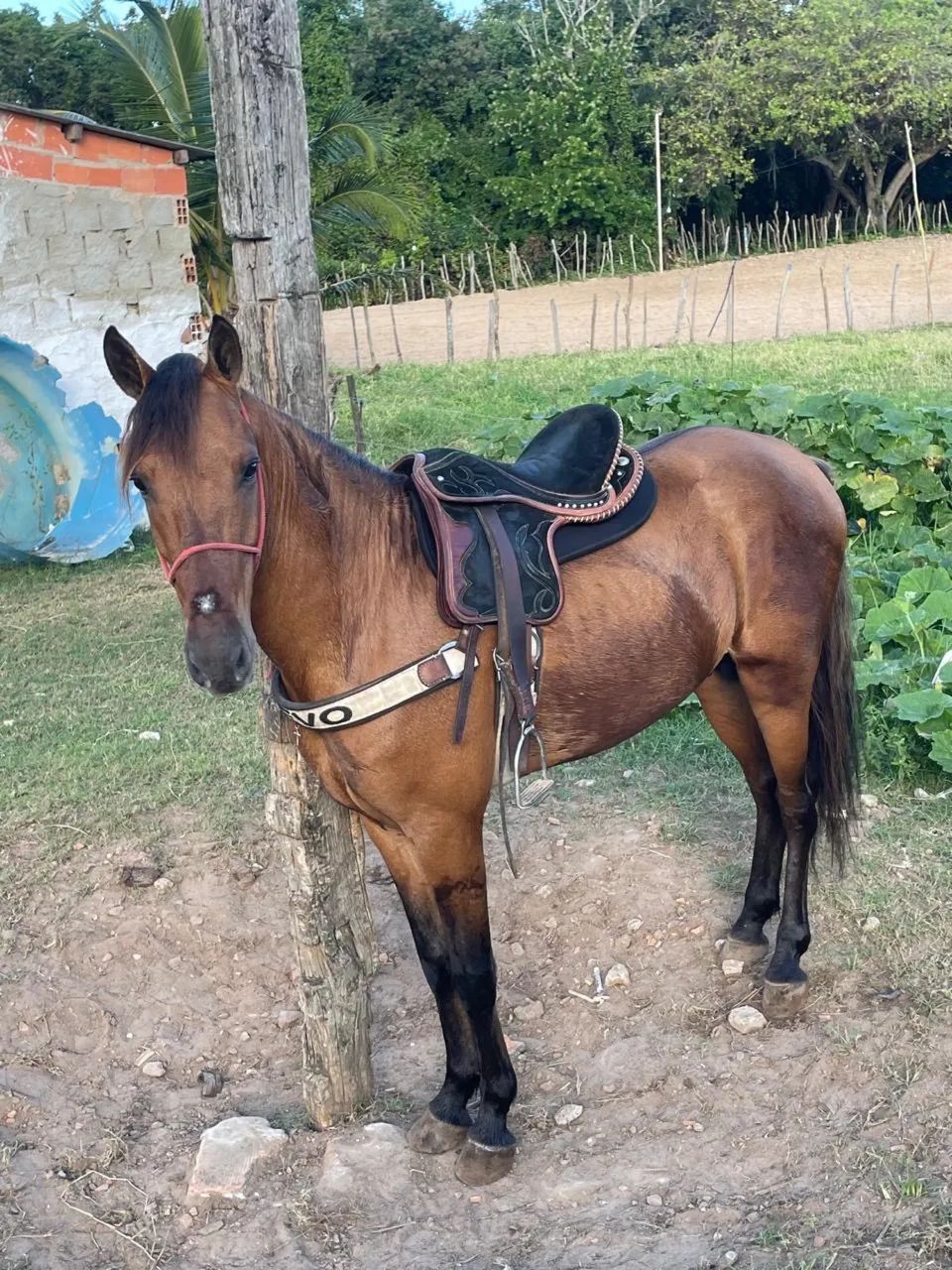 Cavalo