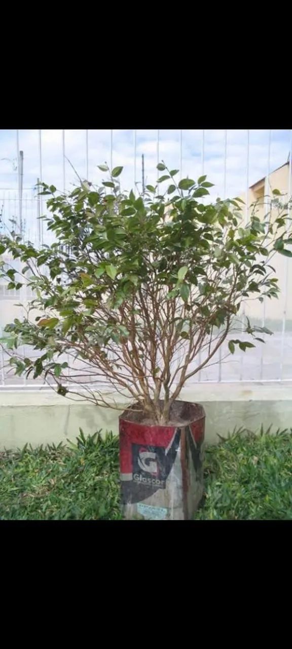 Jabuticabeira 
