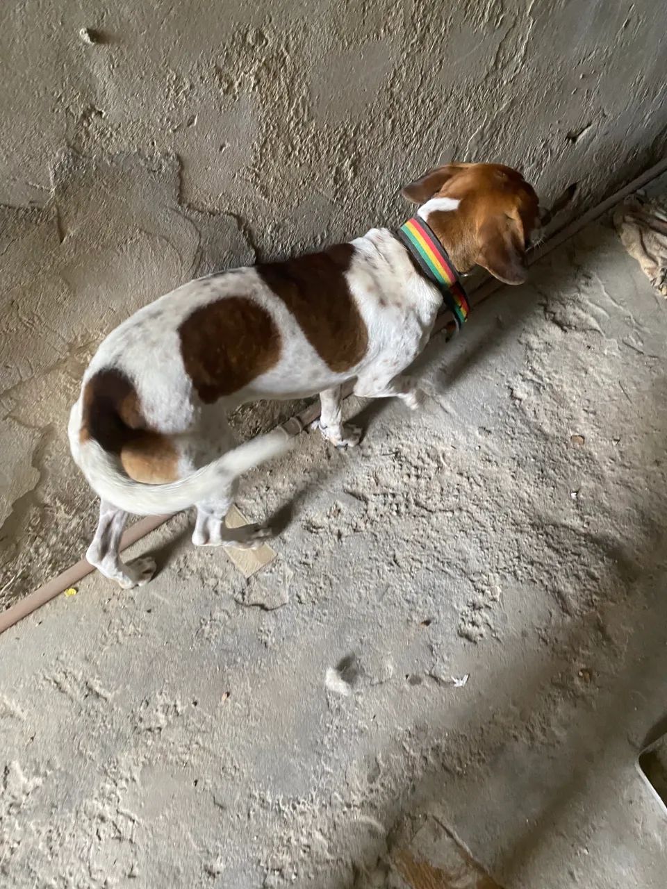 Adoção  - Foto 2