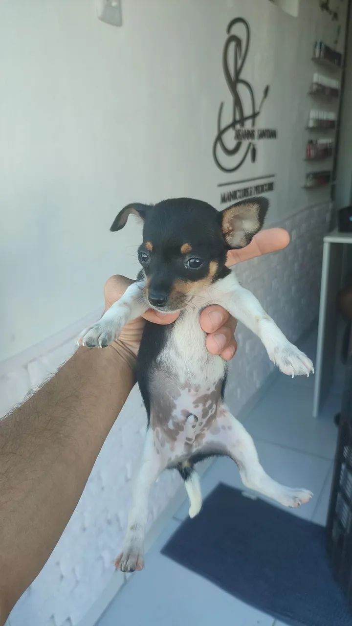 Cachorro pinche 0