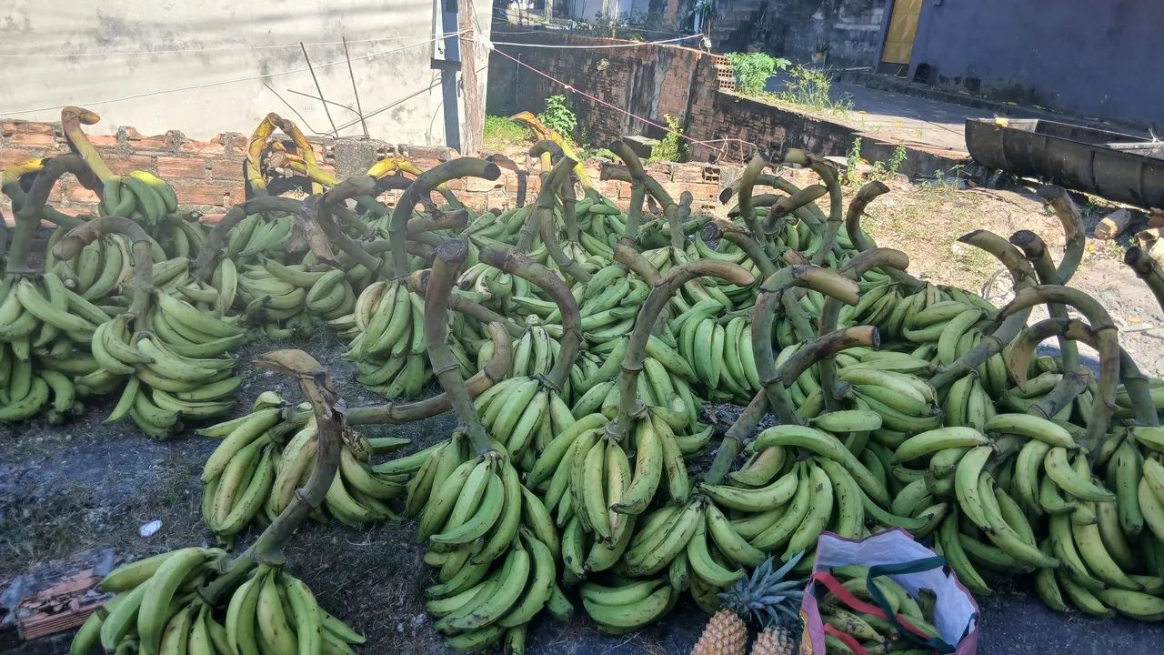 Banana pacovan - Foto 2