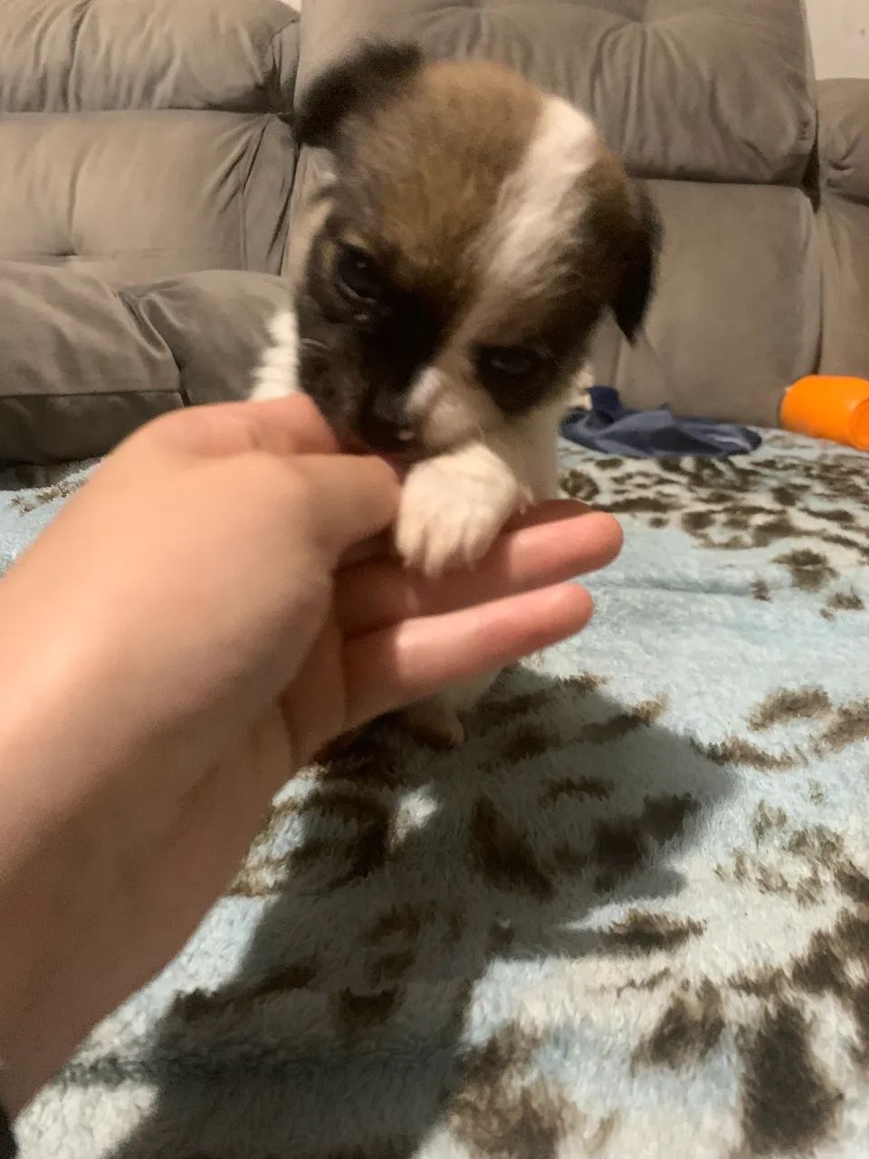 Chihuahua  - Foto 3
