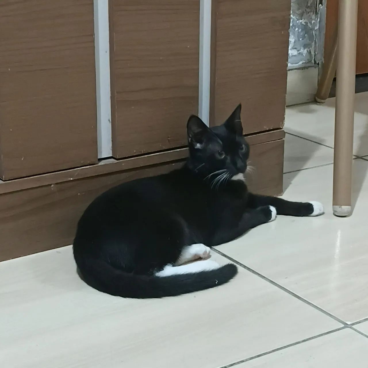 Gato- Macho - Foto 2