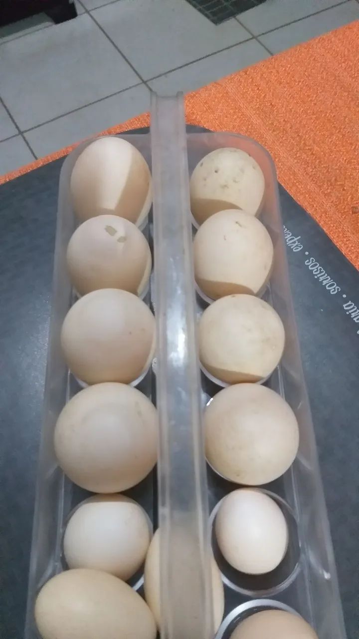 Ovos de patas 