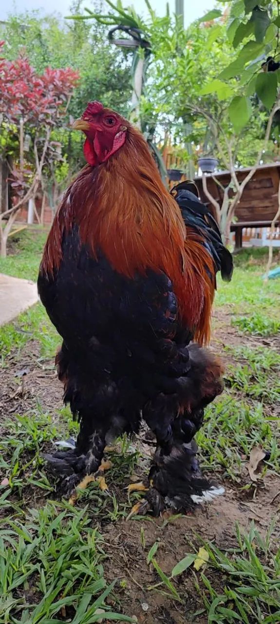 Ovos de galinha Brahma perdiz  - Foto 5