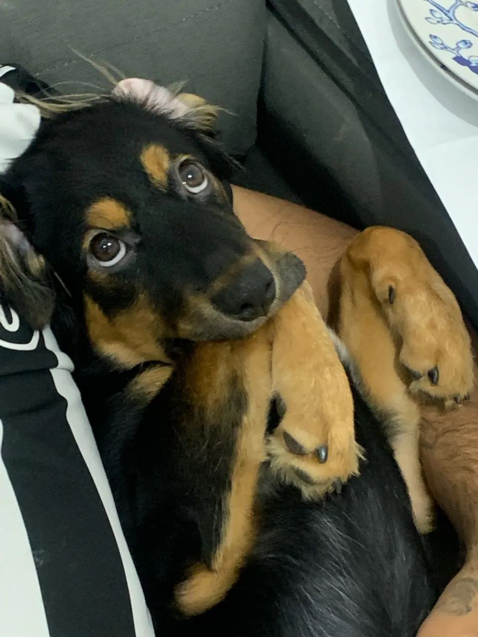 Cachorro pra adoção  - Foto 2
