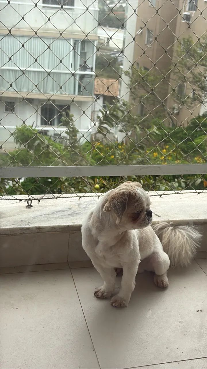 Filhote  mini shitzu, adestrado  - Foto 2