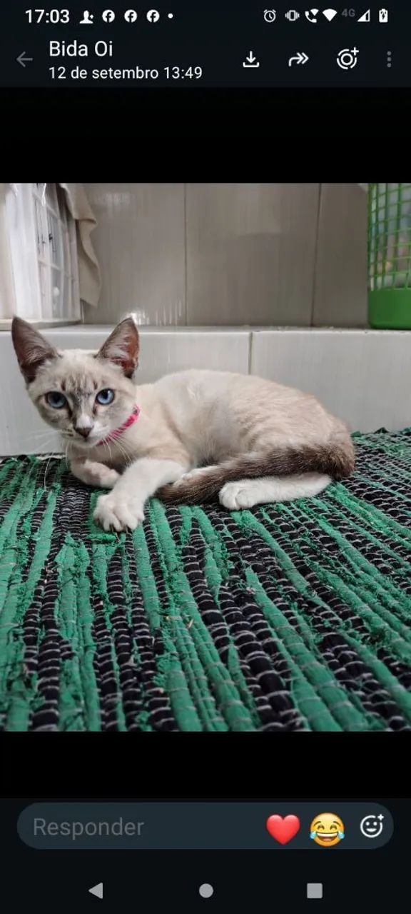 Gata pra adoção  - Foto 2