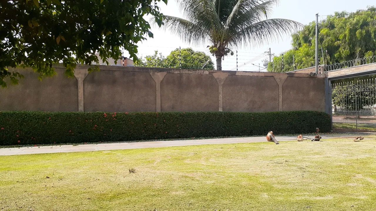 Jardinagem em geral  - Foto 4