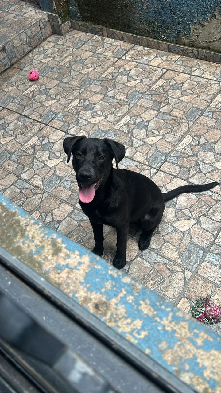Labradora 9 meses - Foto 2