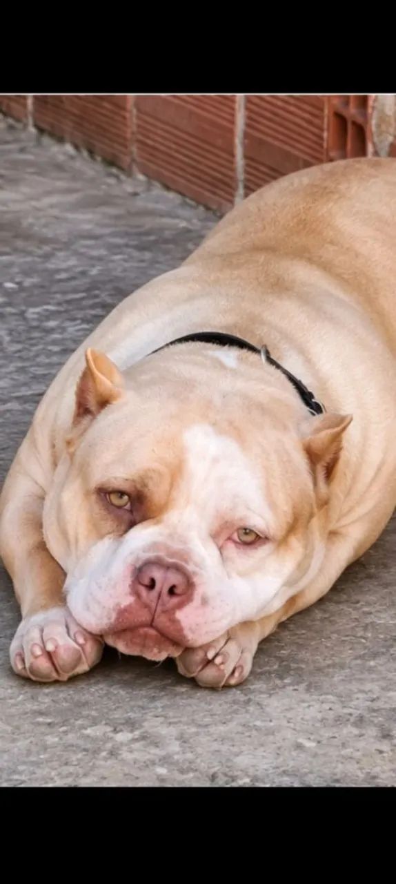 American bully  - Foto 2