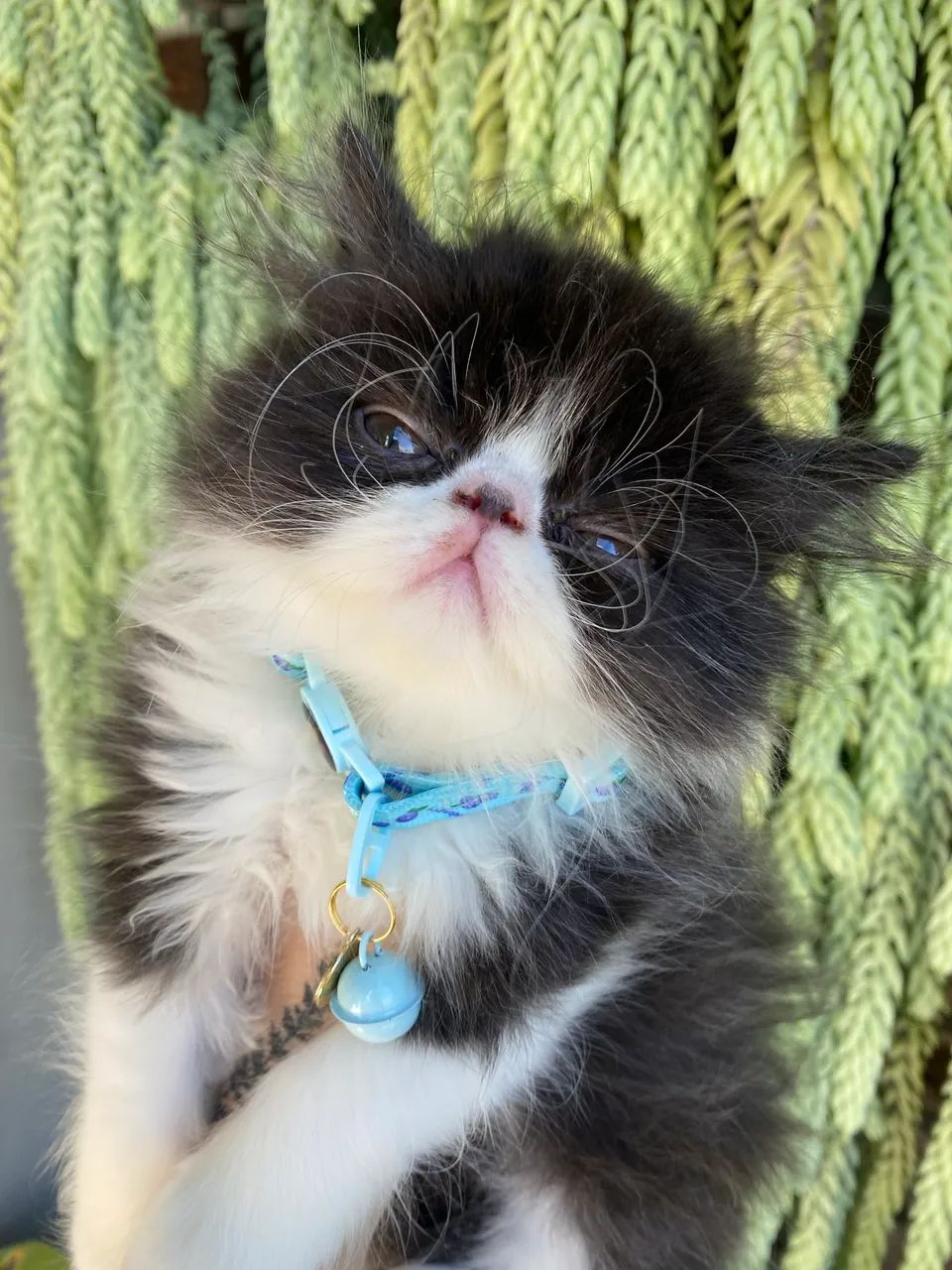 Gato Persa