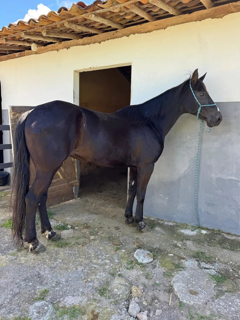 Égua Qm  - Foto 2