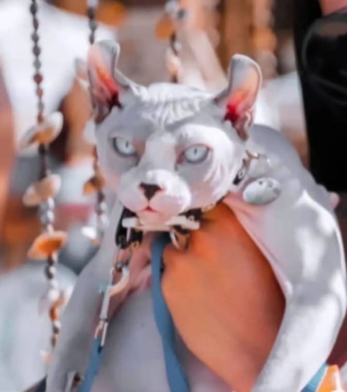 Sphynx Elf russo