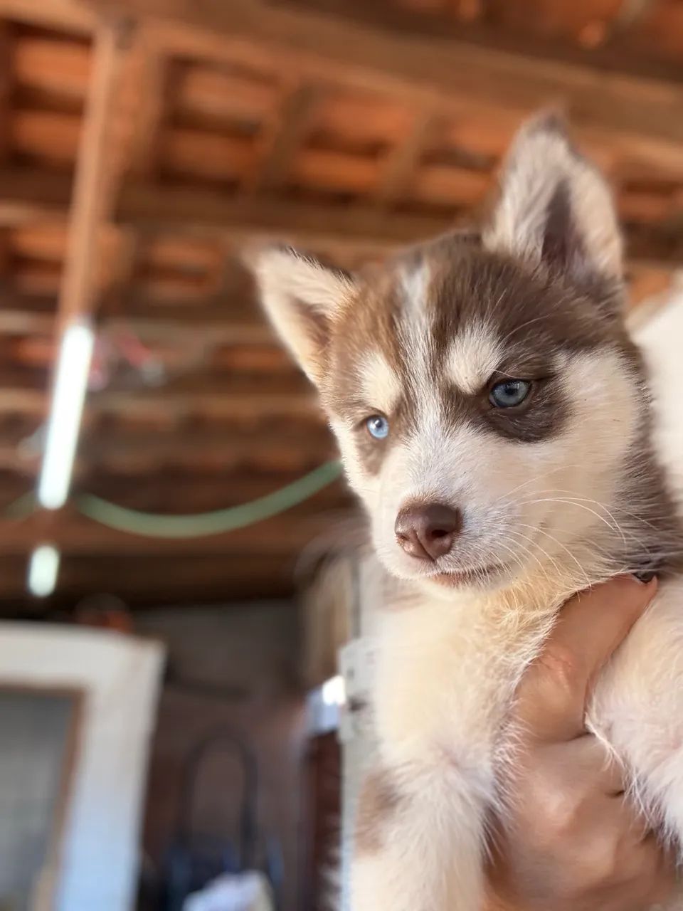 Filhote fêmea de husky siberiano/ Três lagoas - Ms - Cachorros