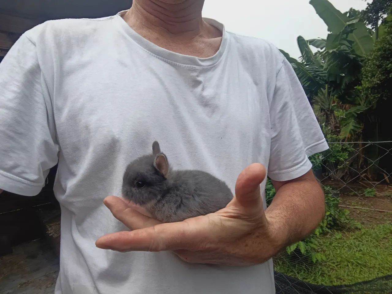 Mini coelho  - Foto 4