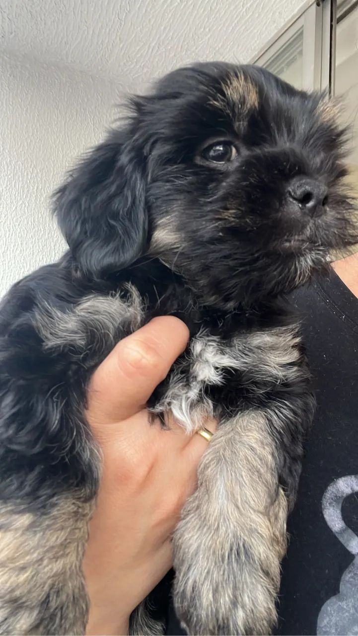 Cachorro - Foto 2