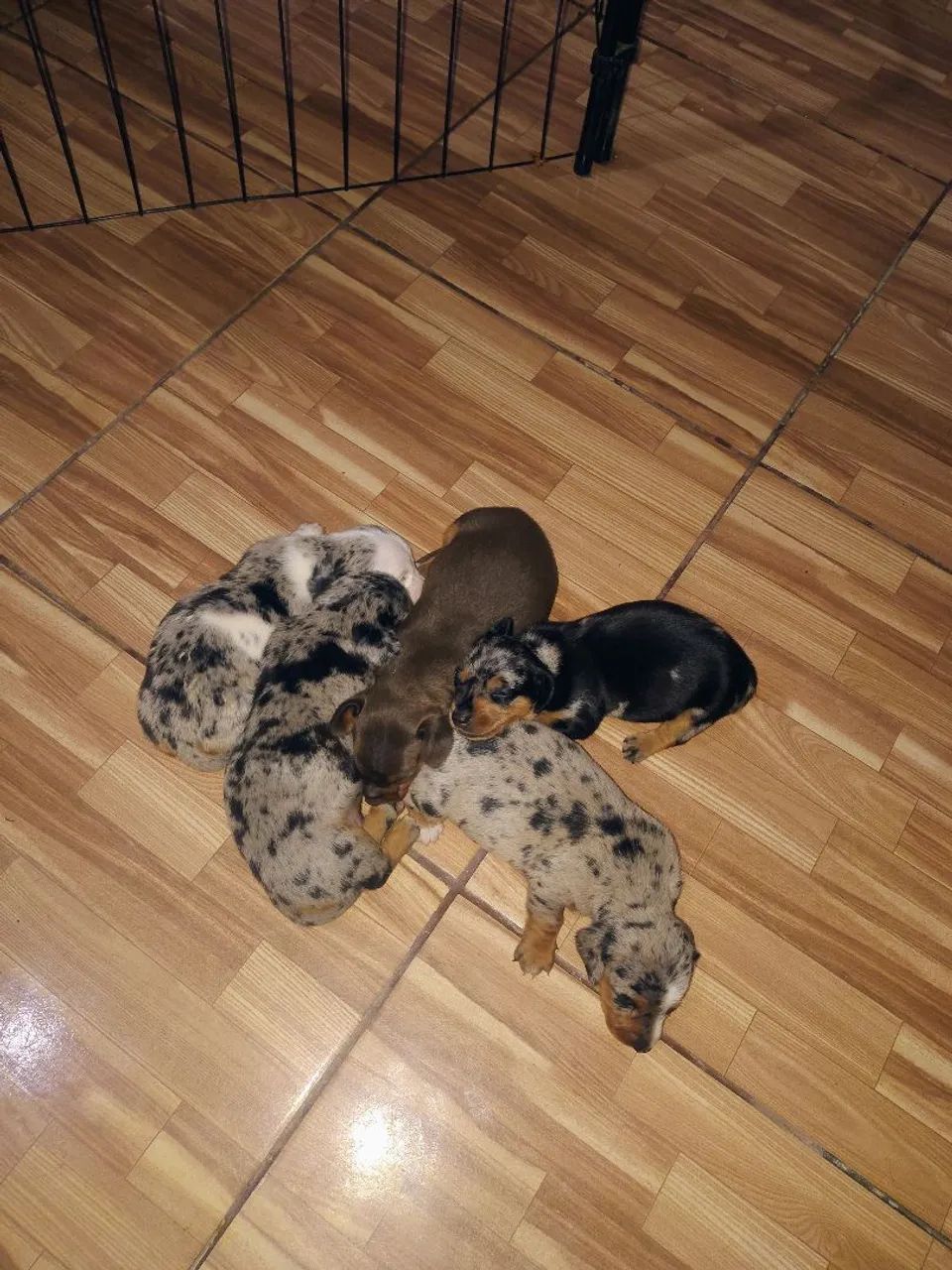 Dachshund (salsicha) - Foto 5