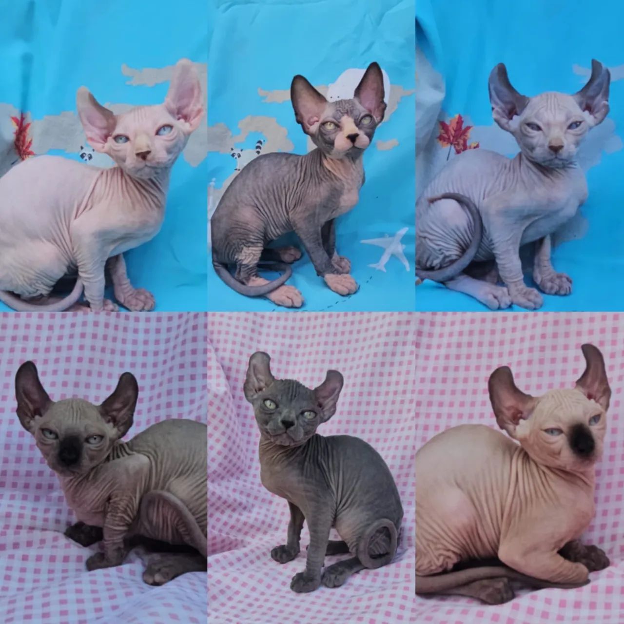 Sphynx padrão e Elf Filhotes - Gatil Bsb Cat