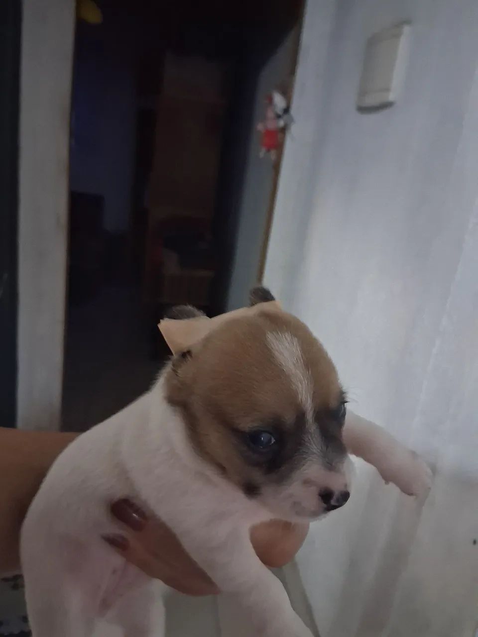 Cachorro de raça  - Foto 2